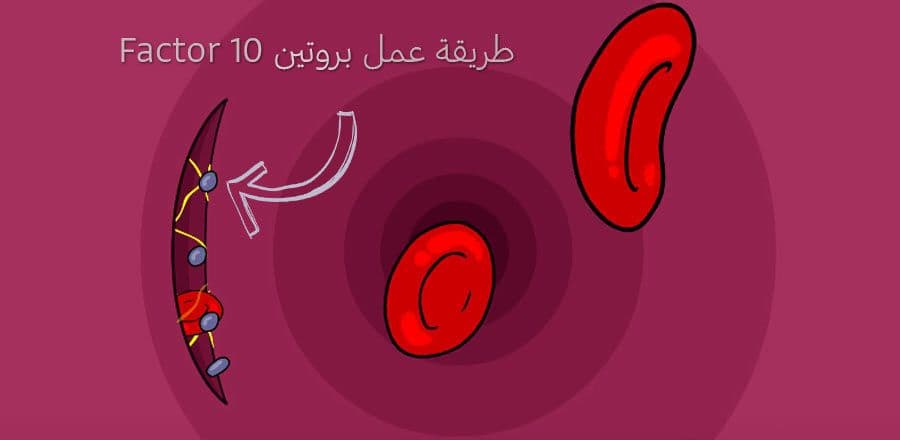 بروتين Factor 10 