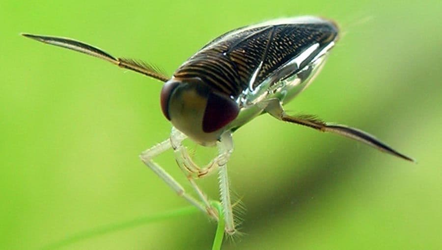 حشرات الـMicronecta