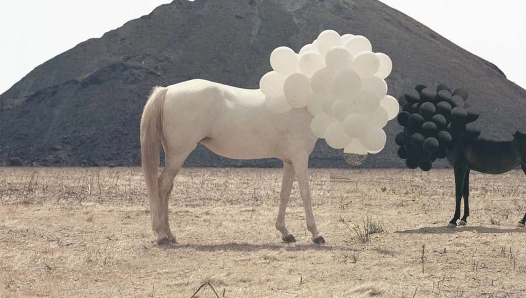 حصاب براس بالون Andrea Galvani