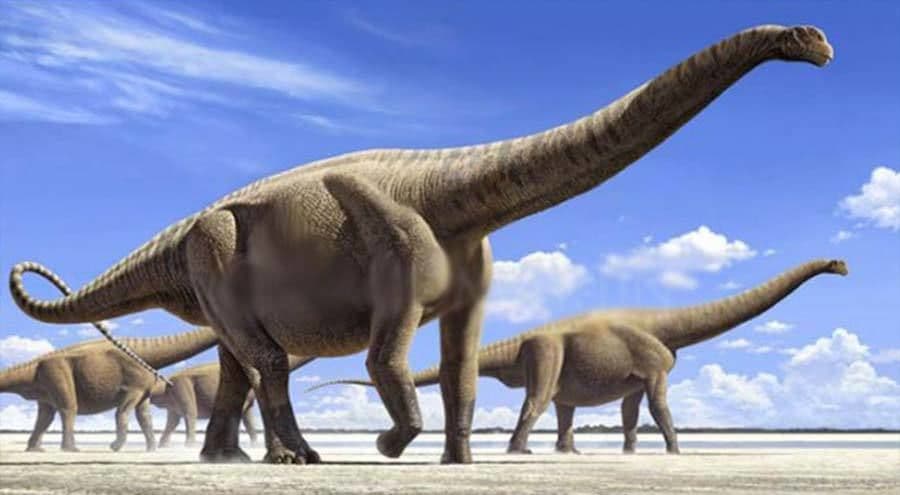 أمفيسيلياس Amphicoelias