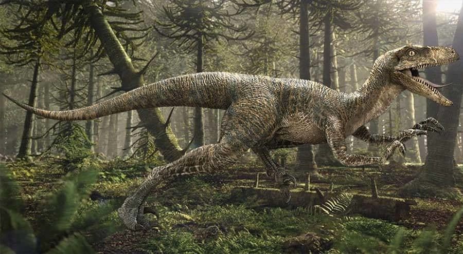 فيلوسيرابتور Velociraptor