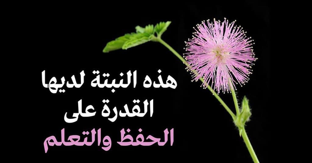 نبتة الميموسا Mimosa