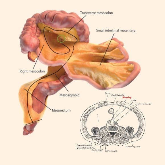 المساريق أو Mesentery