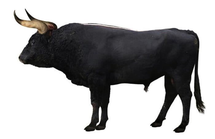 ثور الأرخص Auroch