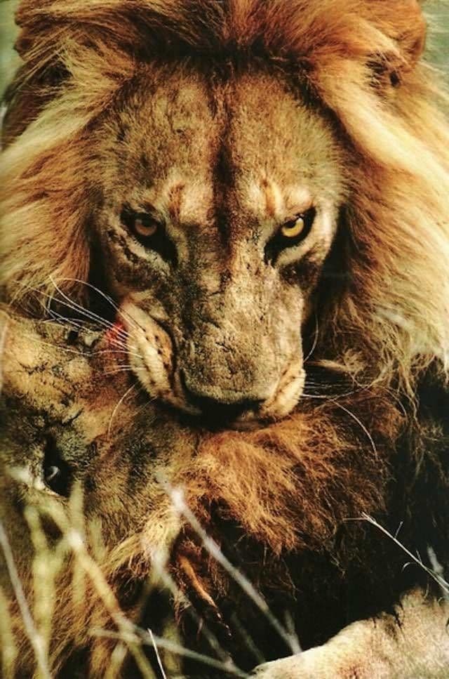 منتزه Serengeti National Park في تانزانيا