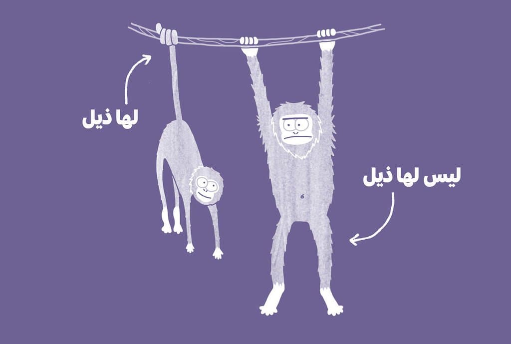 الفرق بين القرد والسعدان