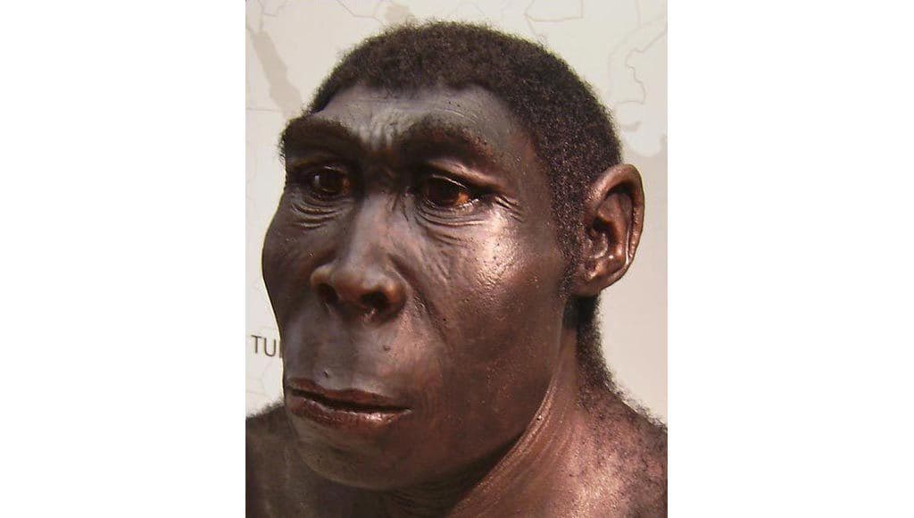 Homo Erectus