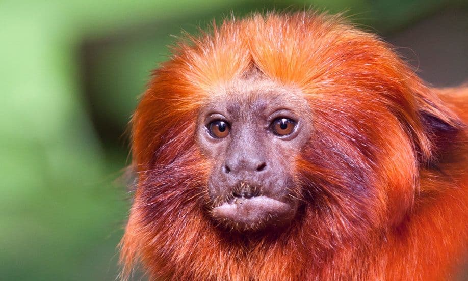 قرد الأسد الذهبي - صورة: Fons Vermeulen/Shutterstock