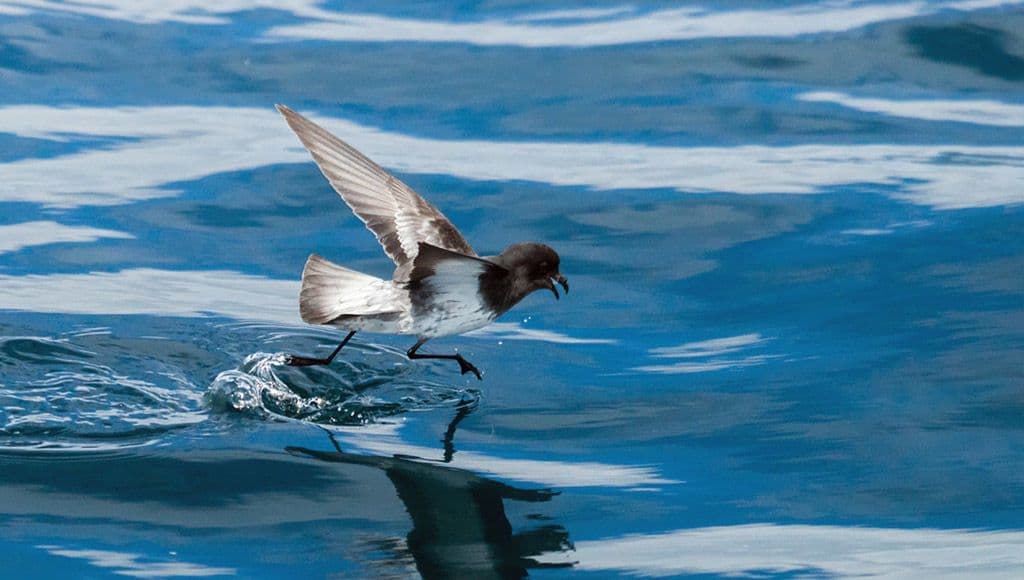 طائر ستورم بيترل: ”Storm Petrel“