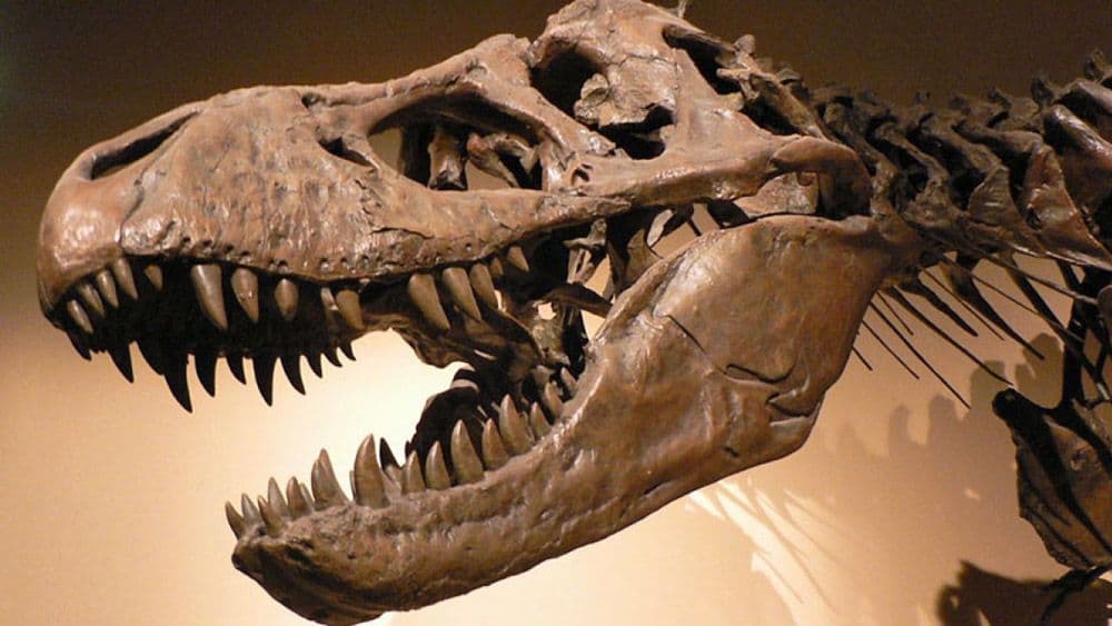 الديناصور Tyrannosaurus Rex