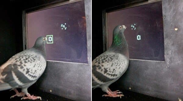 الصواريخ الموجهة بالحَمام