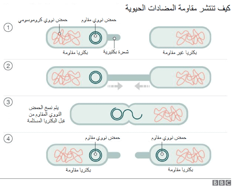 للمضادات الحيوية