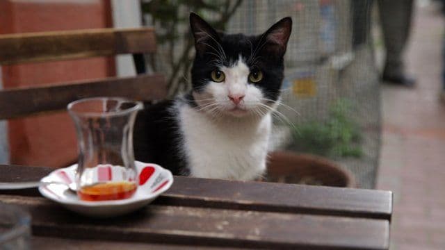 فيلم Kedi