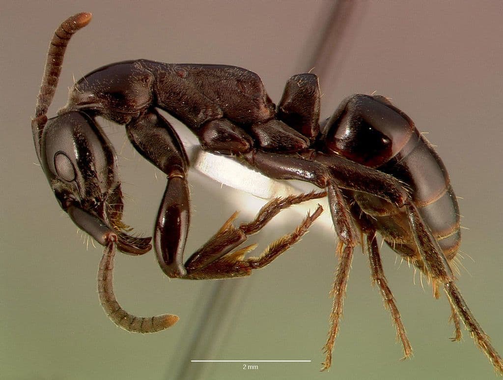 نمل Megaponera Analis