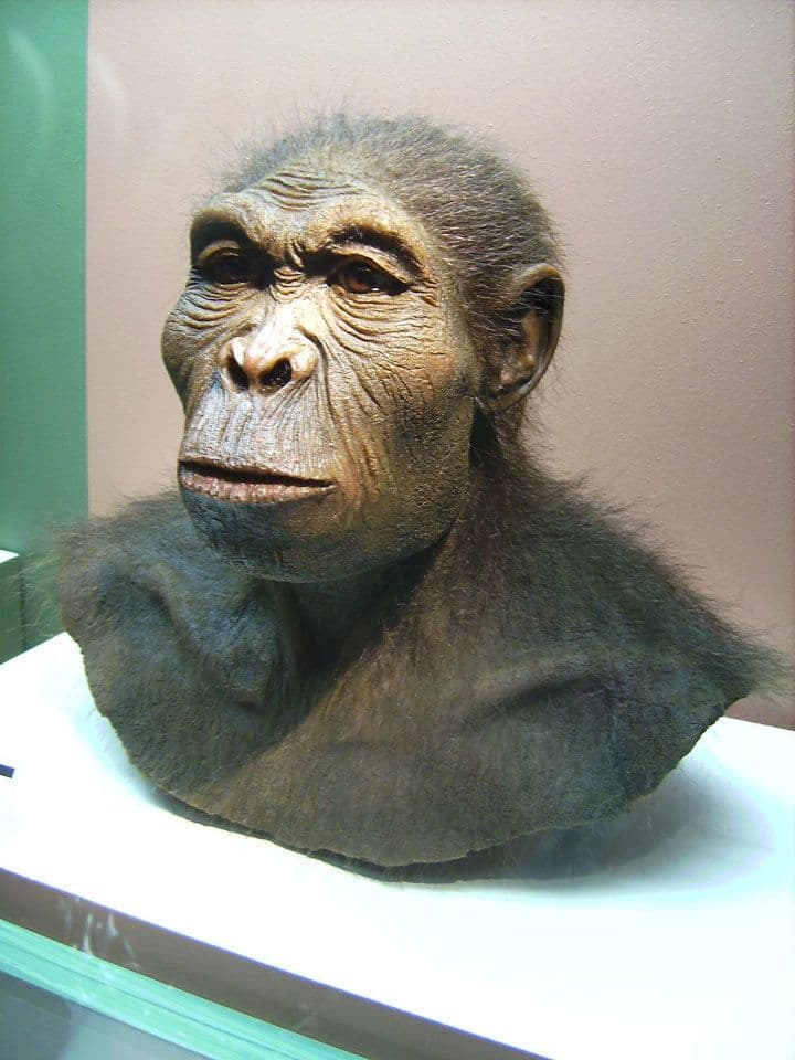 الإنسان الماهر (Homo Habilis)