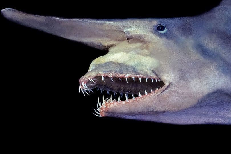القرش العفريت Goblin Shark