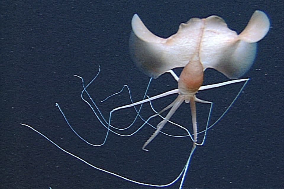 حبّار بيجفين Bigfin Squid