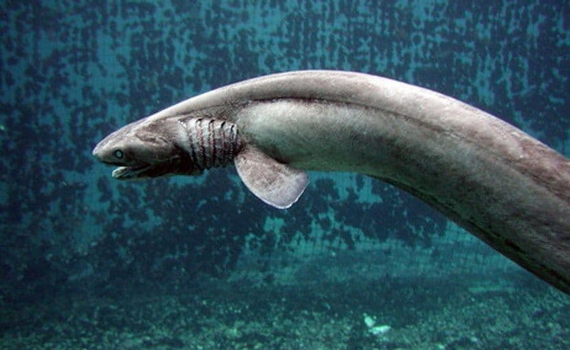 القرش المزركش Frilled Shark