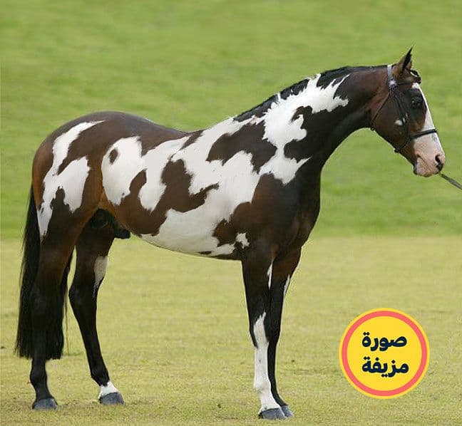 الحصان المكتوب عليه كلمة حصان