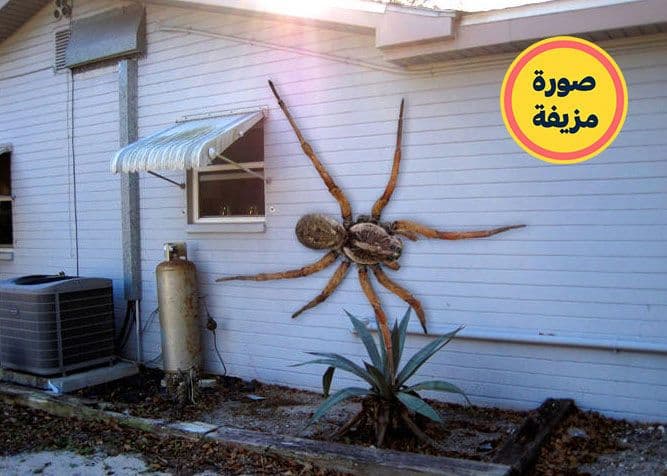 لا توجد عناكب بهذا الحجم