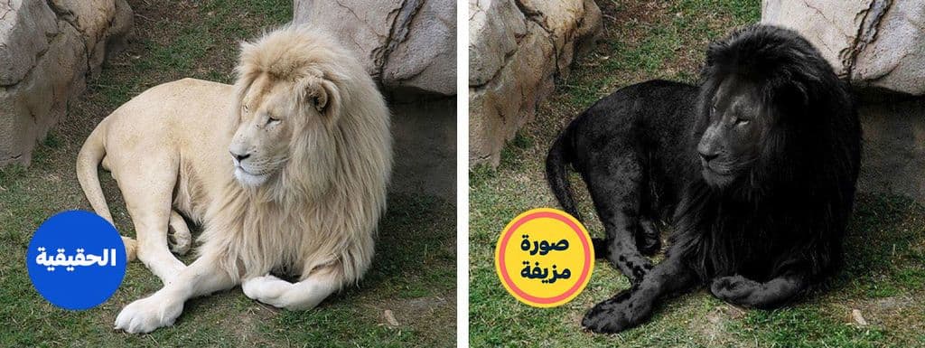 هل هذا أسد أسود نادر أم ماذا