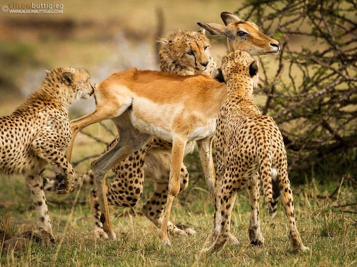 صورة مجموعة فهود يداعبون ظبي