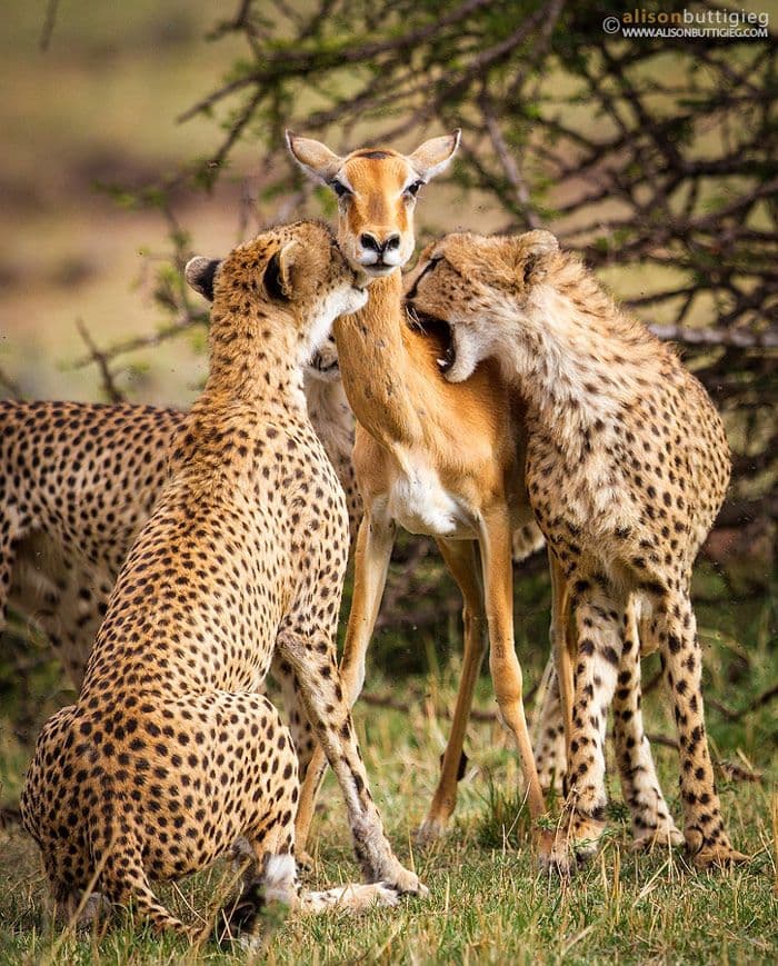 صورة مجموعة فهود يداعبون ظبي
