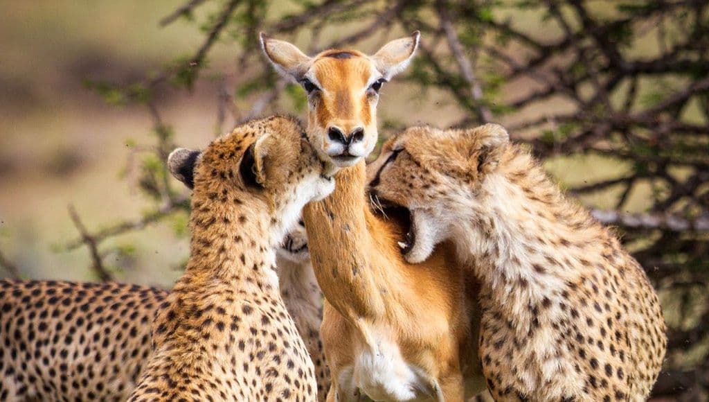صورة مجموعة فهود يداعبون ظبي