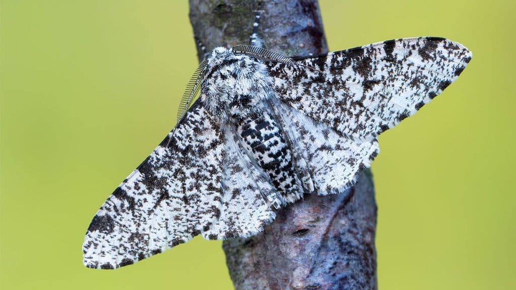 العث المتخللة ”Peppered moth“