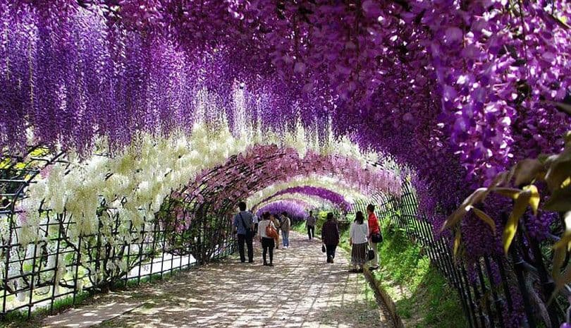 نفق ويستيريا ”Wisteria“ باليابان؛ نفق الأزهار