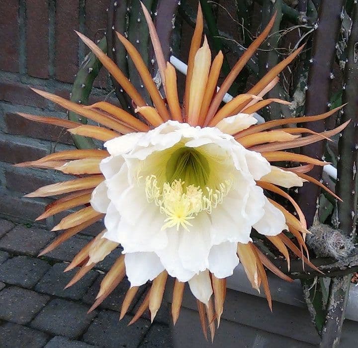ملكة الليل ”Selenicereus grandiflorus“