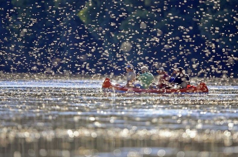 نضوج تيزا ”Tisza“ في هنغاريا