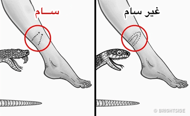 كيف تعرف إذا ما كان ثعبان ما ساما أم لا