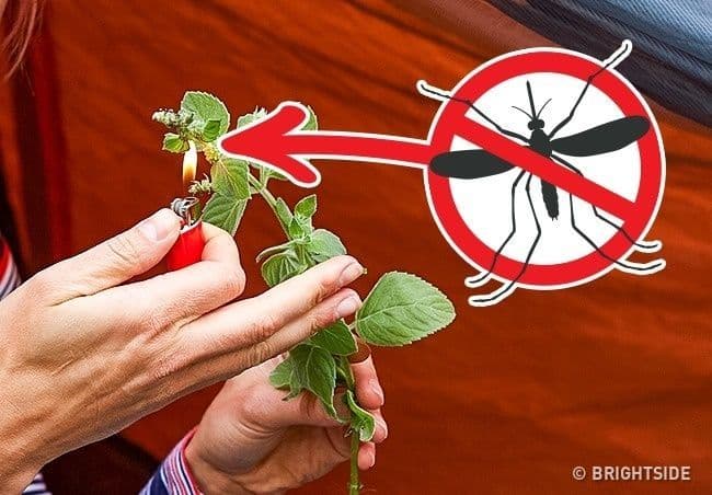 لا يحبذ كل من البعوض والذباب وبعض الحشرات الأخرى رائحة الأعشاب وهي تحترق