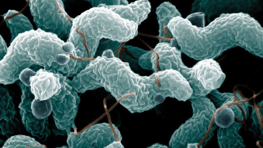 بكتيريا (الكامبيلوباكتر) Campylobacter أو العُطيفة هي السبب الرئيسي في التسمم الغذائي في الولايات المتحدة الأمريكية.