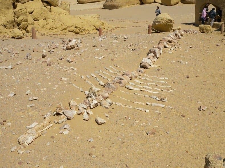وادي الحيتان في مصر