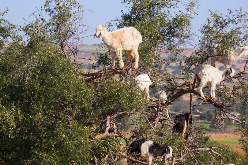ماعز يتسلق أشجار الأرغان في المغرب