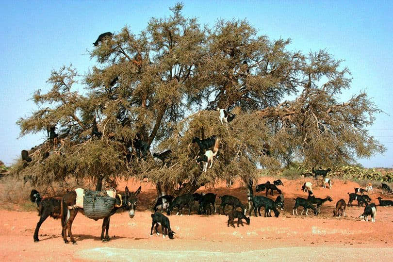 ماعز يتسلق أشجار الأرغان في المغرب