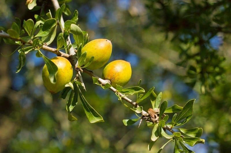 ثمار أشجار الأرغان