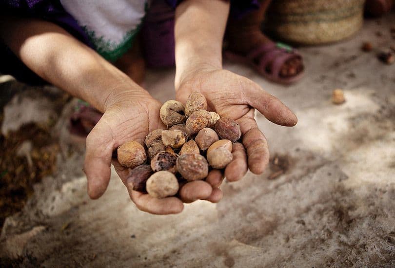 ثمار أشجار الأرغان ناضجة وجاهزة للتجفيف والعصر