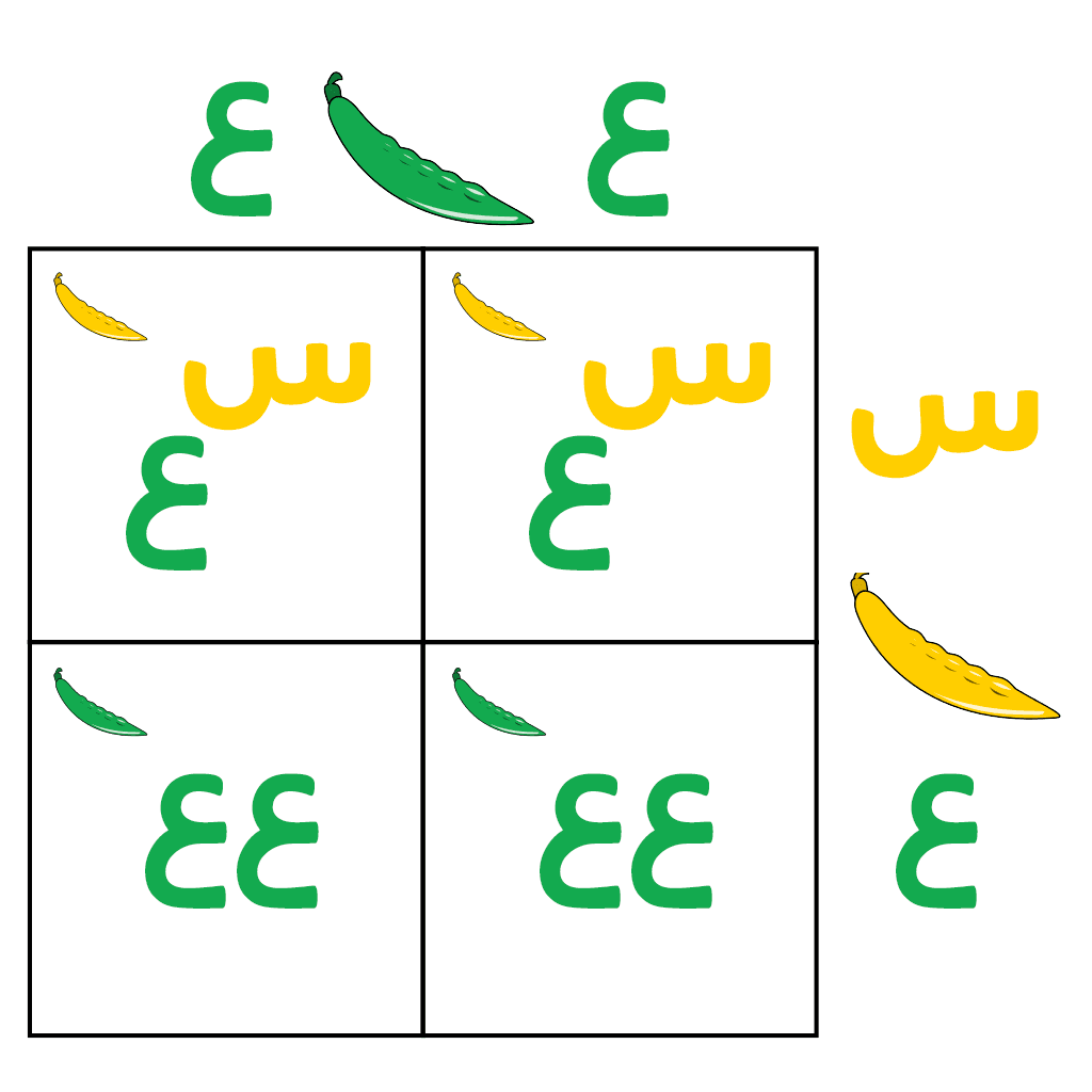 شكل توضيحي لمخطط (Punnett)