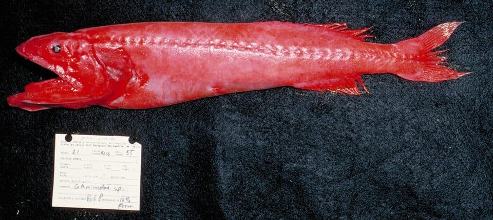 Flabby Whalefish