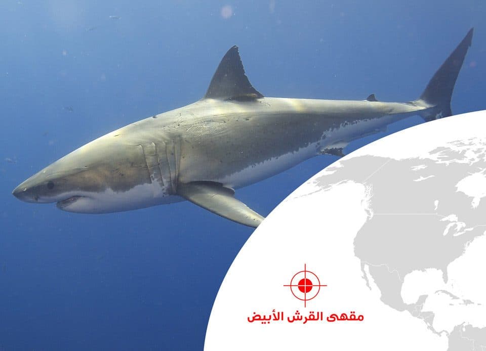 موقع ”مقهى القرش الأبيض“ على الخريطة وصورة القرش الأبيض - صورة: Elias Levy/Fickr