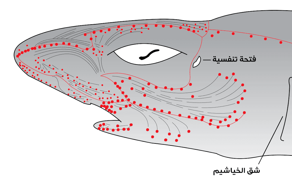مستقبلات الحقول الكهرومغناطيسية Electroreceptors في دماغ سمكة قرش - صورة: Chris_huh/Wikimedia