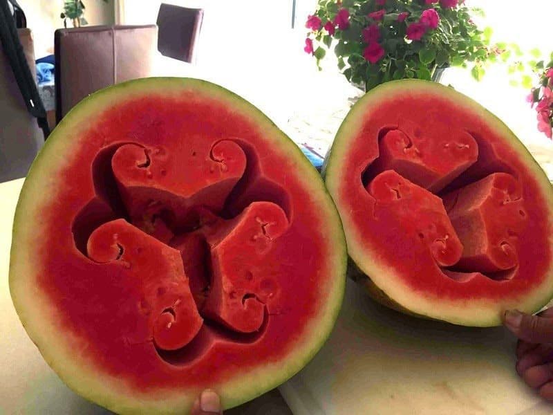 ظاهرة اللّب الأجوف في البطيخ الأحمر