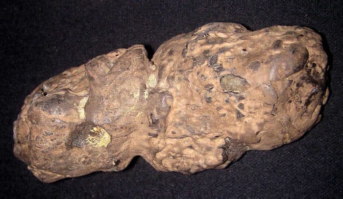 روث التمساح