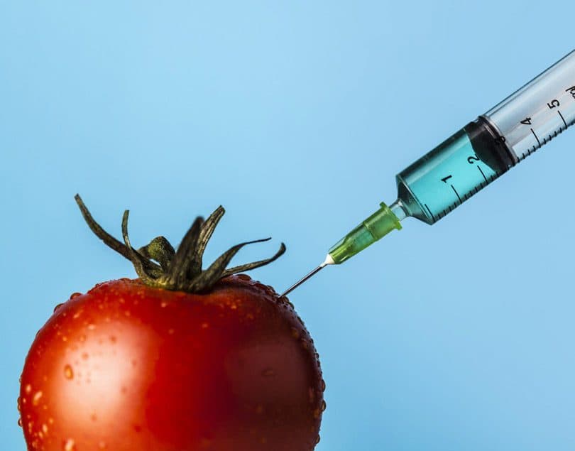 المحاصيل المعدلة جينياً GMOs