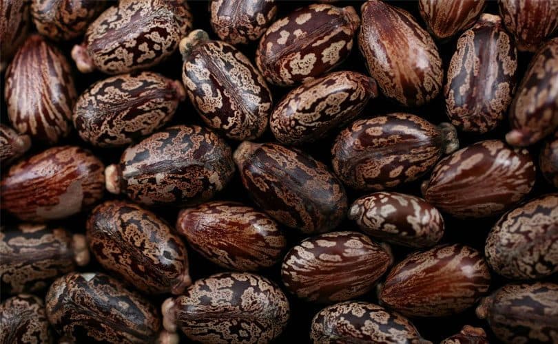 بذور الخروع