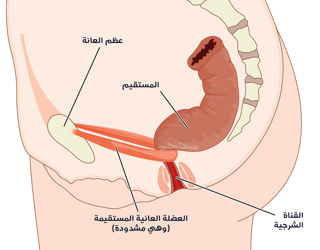 العانية المستقيمة