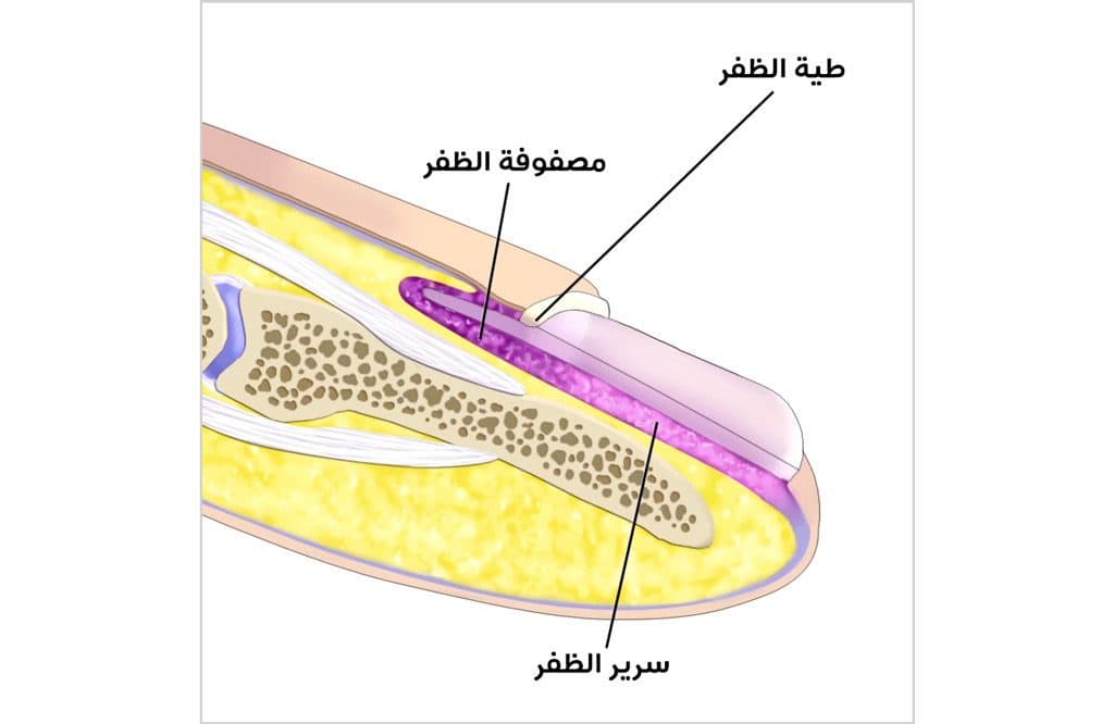 مقطع طولي للظفر